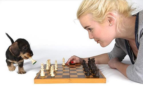 puppy-chess.jpg