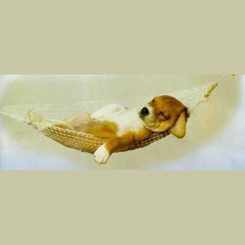 puppy-in-hammock.jpg
