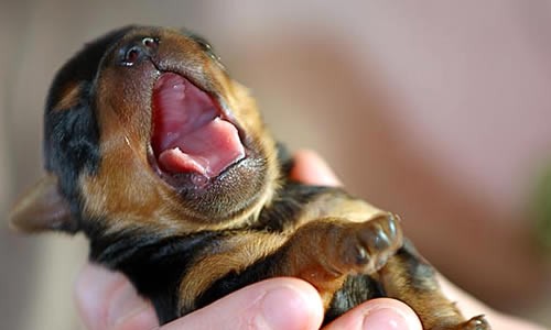 puppy-yawn.jpg